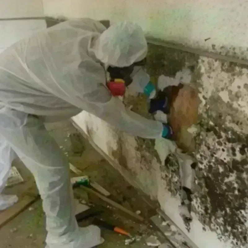 Mold Remediation and Removal in Travelers Rest, SC